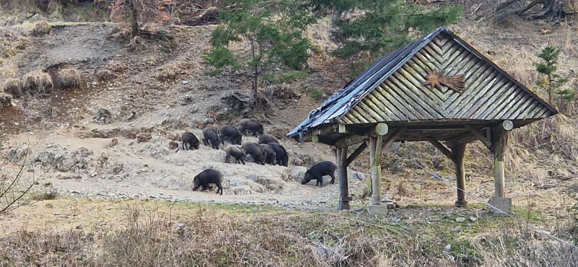 Ferienwohnung Schwarzer Hirsch Wieda エクステリア 写真